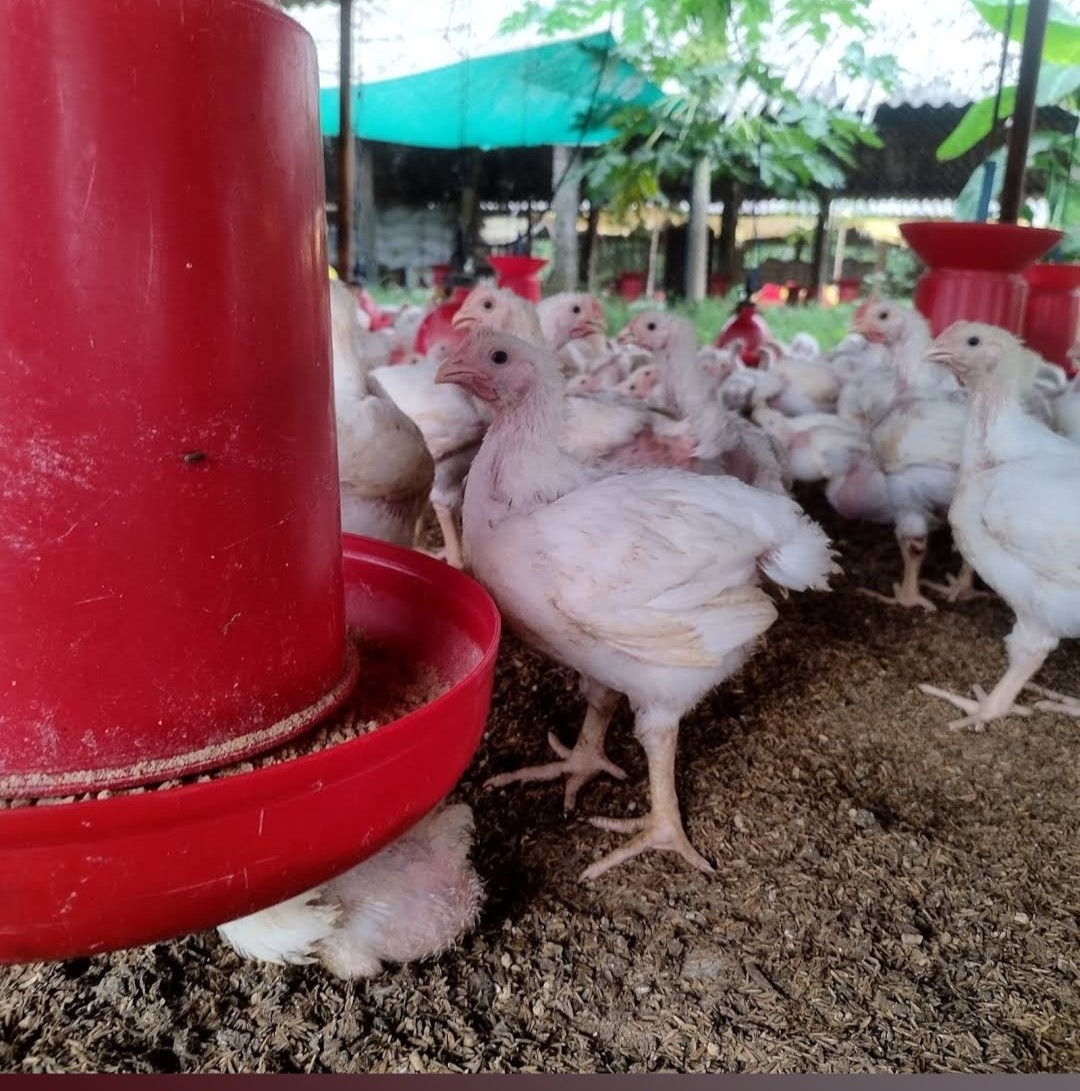 Satyanarayana Poultry Farm